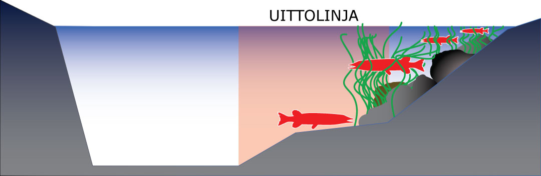 Joen poikkileikkaus ja haukien sijainti